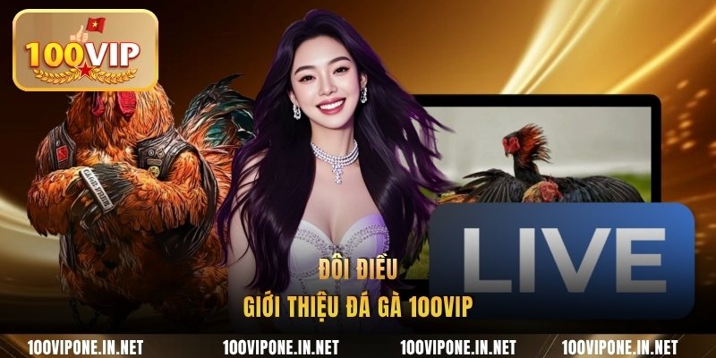 Đôi điều giới thiệu đá gà 100VIP